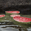 Water Melon image
